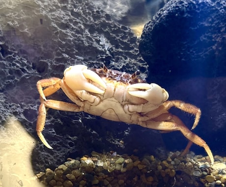 カニ飼育をサポートします 種類別、水槽立ち上げからサポートします！ イメージ1