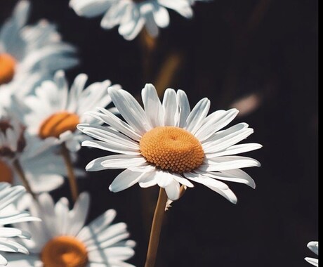 マルチリンガルが翻訳・校閲を素早くやります 日中ハーフの私が中国語に関する質問に答えます！(英語でもOK イメージ1