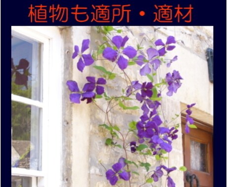 小さなガーデニング/ビオトープをアドバイスします 植物のある生活への初めの一歩に華あるご提案 イメージ1