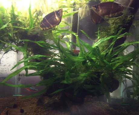 熱帯魚や魚の飼育、水草の栽培管理の悩みを解決します 熱帯魚、川魚、水草について詳しいので任せてください！ イメージ1