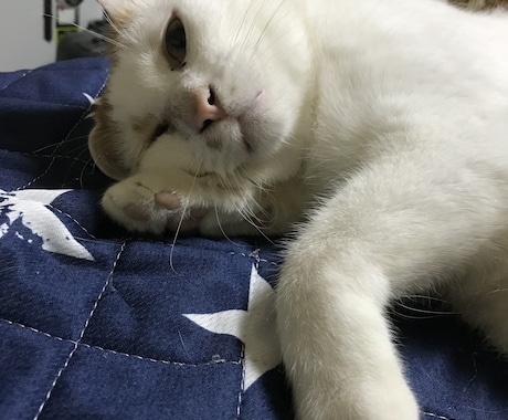 我が家の激カワ猫で癒しを差し上げます 精神的に疲れた時にいつも元気にしてくれるウチの自慢の猫の画像 イメージ1