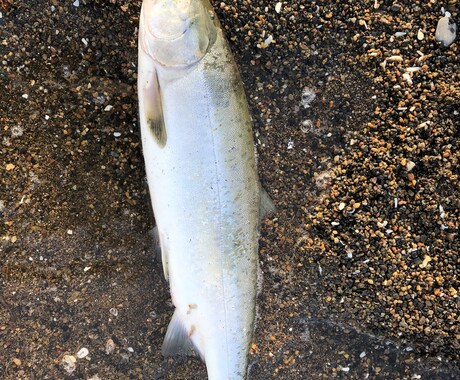 釣り初心者の方必見！どんな事でも親身にお答えします 気軽に聞けない事も、細かく丁寧にお伝えします！ イメージ2