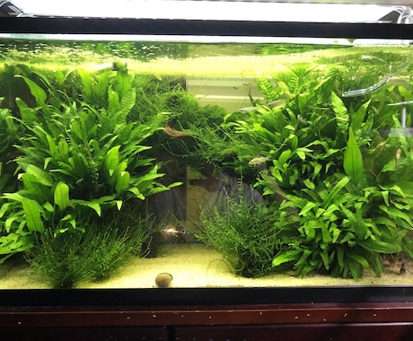 熱帯魚や海水魚 水草水槽の作成維持等教えます 美しい水草水槽や飼育全般に関して イメージ1