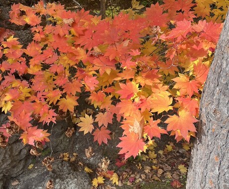 地に足のついた未来を描きます 強みも弱みも全てあなたの魅力です！ イメージ1