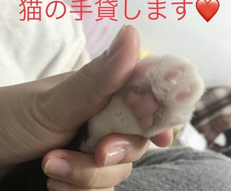 猫カウンセラーがお話し聞きます 悩めるYou猫が聞いて、猫がお返事いたしますのにゃ イメージ2