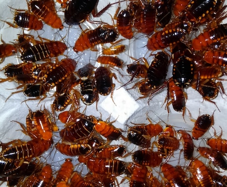 餌代を浮かそう！ 餌用ゴキブリの繁殖方法を教えます デュビア、レッドローチ、マダゴキの繁殖方法について。 イメージ2