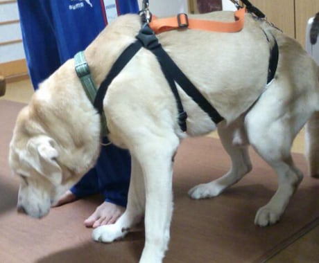 中型の老犬・障害犬の介護ハーネスを製作します 立ち上がり補助や歩行介助の初期から、終末期ケアまで使えます イメージ1