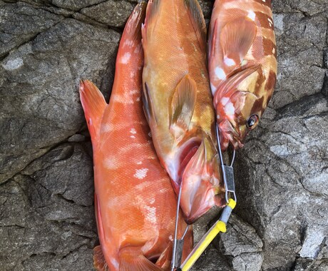 魚の釣り方教えます 根魚、青物、雑魚、ブラックバスショアからつれるものはなんでも イメージ2