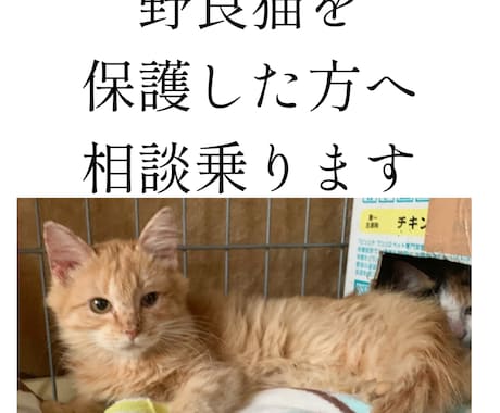 野良猫･保護猫の相談に乗ります 動物看護師が丁寧にアドバイスします イメージ1