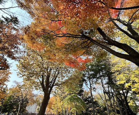 写真の素材提供します 5枚まとめて提供します！北海道の風景写真【秋編】 イメージ1