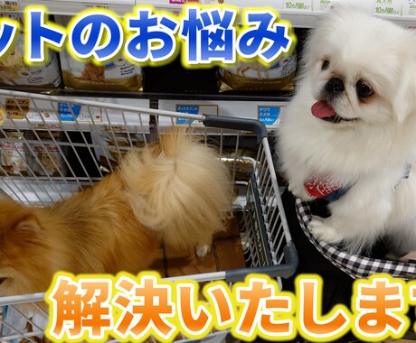 ペットのお悩みペット業界のお悩み解決します ペットちゃんのお悩みペット業界の方々のご相談ください！ イメージ1