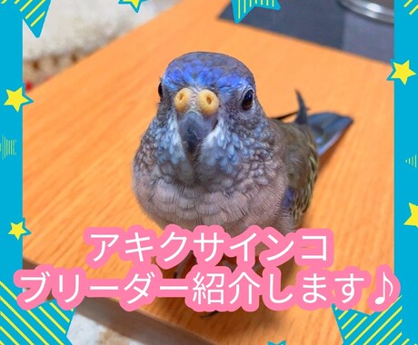 アキクサインコのブリーダーを紹介します インコ飼育経験がある方推奨!! イメージ1