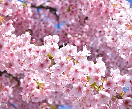 京都の桜観光！を教えます 桜名所が多数の京都、地元民ならではの選りすぐりの名所紹介！ イメージ2