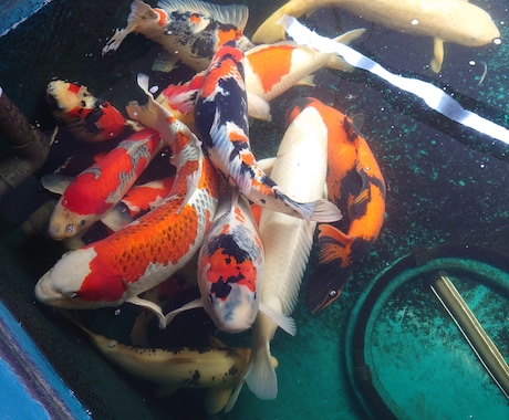 生き物に関する悩み疑問聞きます 大の生物好きが生き物に関するあらゆる相談、疑問聞きます。 イメージ1