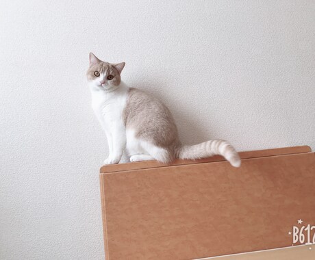わんちゃんねこちゃんの相談乗ります 初めてペットを飼う時のしつけ等の相談乗ります イメージ2
