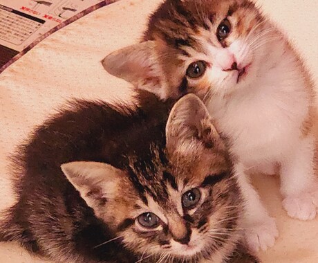 どんなお話でも聞きます 言葉に出してみたら意外とすっきりするかも… イメージ1