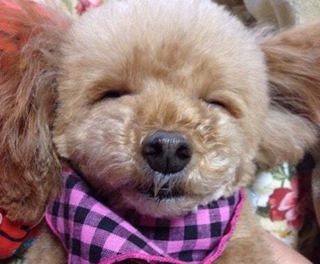あなたの大切なペットちゃんの気持ちを伝えます 亡くなったペットちゃんの場合、約一ヶ月以内なら繋がれます。 イメージ2