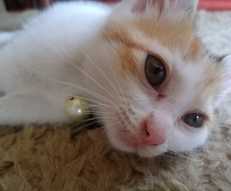 0～3時の間で1時間、集中チャットでお話し聞きます ※※※～10/15の3時まで、OPENキャンペーン中！ イメージ1