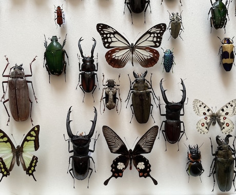 クワガタやカブトムシなどの昆虫標本作成します インテリアとして、飼育した個体の思い出を残しませんか