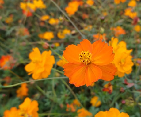 御相手のお気持ちわかります 納得行くまでお付き合いします！ イメージ1