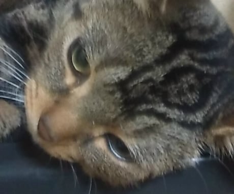 ゆるーい猫が占います 敬語とか堅くて嫌、猫がすきな人向けにゃ、詳しくは説明見てにゃ イメージ1