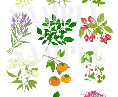 おしゃれな植物やお花・食べ物等のイラスト作成します WEB素材、チラシ等販促用など様々な用途でご利用いただけます イメージ2
