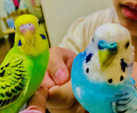 ペットの悩み、購入相談をます ペットにお困りの方購入に悩む方 イメージ2