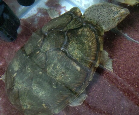 ニオイガメ、ドロガメの飼育相談、解説します （初心者向け）ニオイガメ、ドロガメ飼育の悩みを整理します イメージ2