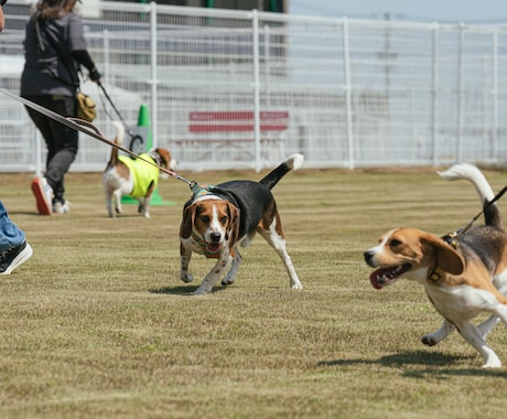 わんにゃんのオフ会、譲渡会の撮影いたします わんにゃんのオフ会、譲渡会撮影承ります！ イメージ2