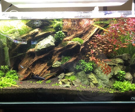 熱帯魚や海水魚 水草水槽の作成維持等教えます 美しい水草水槽や飼育全般に関して イメージ2