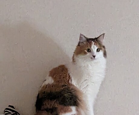 迷子の猫探し方教えます 現役猫探偵です。年間数百の猫探ししてます。 イメージ1