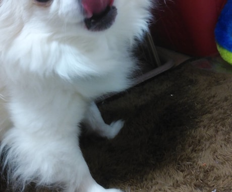 チワワやチンチラの話聞きます喋ります ★チワワやチンチラの可愛いお悩み・飼育相談も大歓迎です！ イメージ2