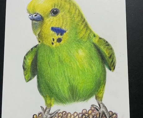 オーダーメイド色鉛筆画　世界に一つの原画になります 愛鳥や野鳥を色鉛筆でひと塗りひと塗りリアルに仕上げます。原画 イメージ2