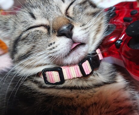 子猫、猫ちゃんのご相談承ります こちら子猫〜成猫迄の飼育経験あり。食べる物や躾など。 イメージ1