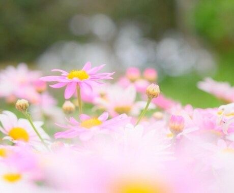 有資格☆カウンセリング 心の悩みを癒します その、苦しみや、悲しみから、導き出せる事があります。+ﾟ. イメージ2