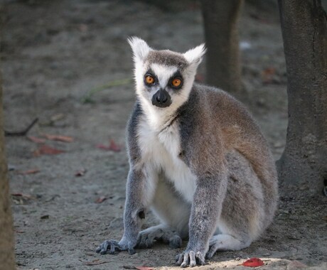 動物園・水族館の撮影代行を致します 可愛い生き物の写真をお届けします イメージ2