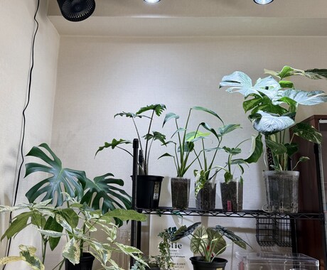 観葉植物が元気ない原因を写真から一緒に整理します 現在の管理状況を整理し、原因と改善案をお伝えします。 イメージ1