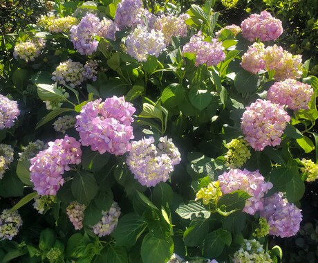 植物の声をあなたに届けます 植物たちの声を聞いてみませんか？ イメージ2