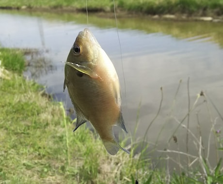 魚釣りのやり方や場所(千葉_東葛地方周辺)教えます 家族で魚釣りしてリラックスしませんか(近所の川や池) イメージ1