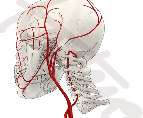 医大生が筋肉や骨、臓器のイラストを描きます 実際に解剖を経験したからこそわかる知識をフルに使います！ イメージ1