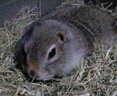 小動物（チンチラ・シマリス等）の飼育相談を受けます 「調べても不安が消えない」小動物飼育の悩みを一緒に整理します イメージ1