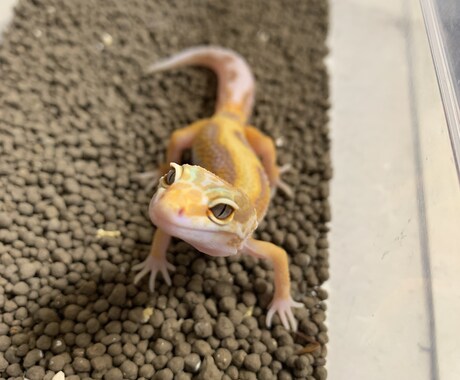 爬虫類の飼育に関してのご相談をお受け致します 動物の飼育に関する相談、アドバイス等受け付けます イメージ2
