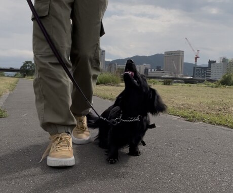 愛犬のしつけ、問題行動、お悩み相談を承ります 「飼い主様」が愛犬を変える方法を教えます！ イメージ2