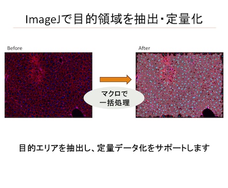 ImageJで画像解析コード作成します 細胞数・サイズ・輝度を定量化します イメージ2