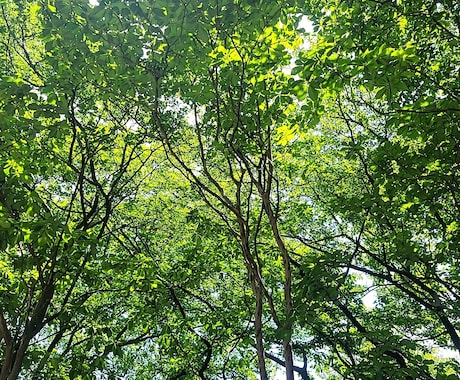 理想の体のためにお力になります 主にメニュー作成を行います。食事は割と自由です。 イメージ1