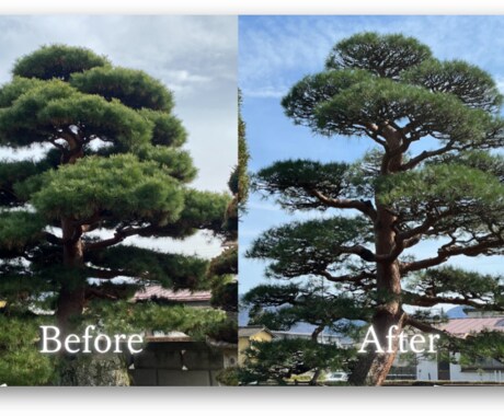 剪定の相場診断＆DIYアドバイスします プロの手で美しく。剪定の見積もり診断、写真で簡単に対応。 イメージ2