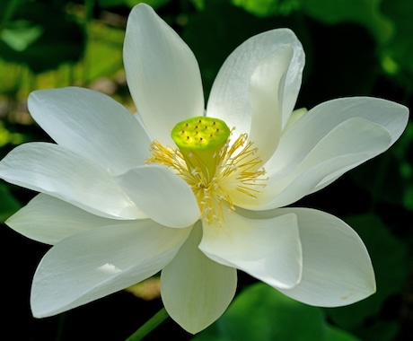 才能を開花させるエネルギーを送ります ✨やりたいことが見つからない方へ✨日本の神様ヒーリング イメージ1