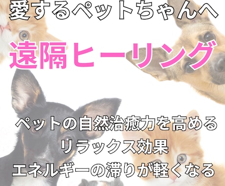 大切なペットにエネルギーから整えるヒーリングします 魂レベルでつながるアニマルヒーリング♡見えない絆を深めます イメージ1