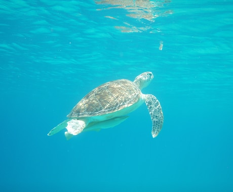 パラワンの魅力をご紹介します 緑がメッチャ濃い南の島に植林園を保有しています。 イメージ2