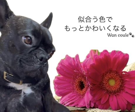 ペット（犬専門）パーソナルカラー診断します 犬パーソナルカラー診断の資格者が愛犬の魅力を色で引き出します イメージ2